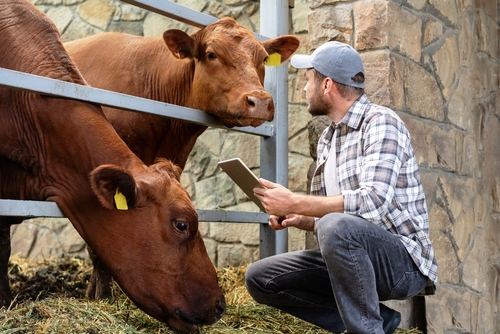 Hogere vergoeding voor dierenartsen die controles uitvoeren voor FAVV